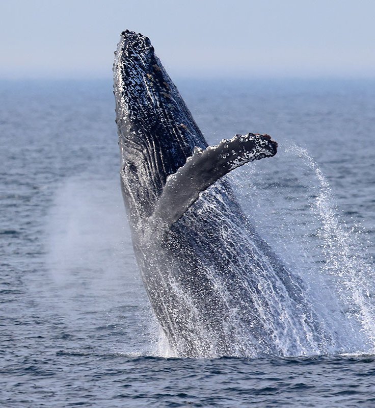 Humpback breaching